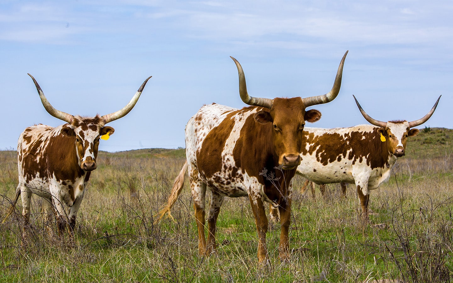 texas longhorns in an open field